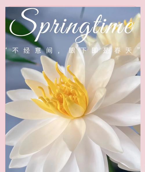 不同颜色睡莲的花语和寓意（探索睡莲的神秘世界）