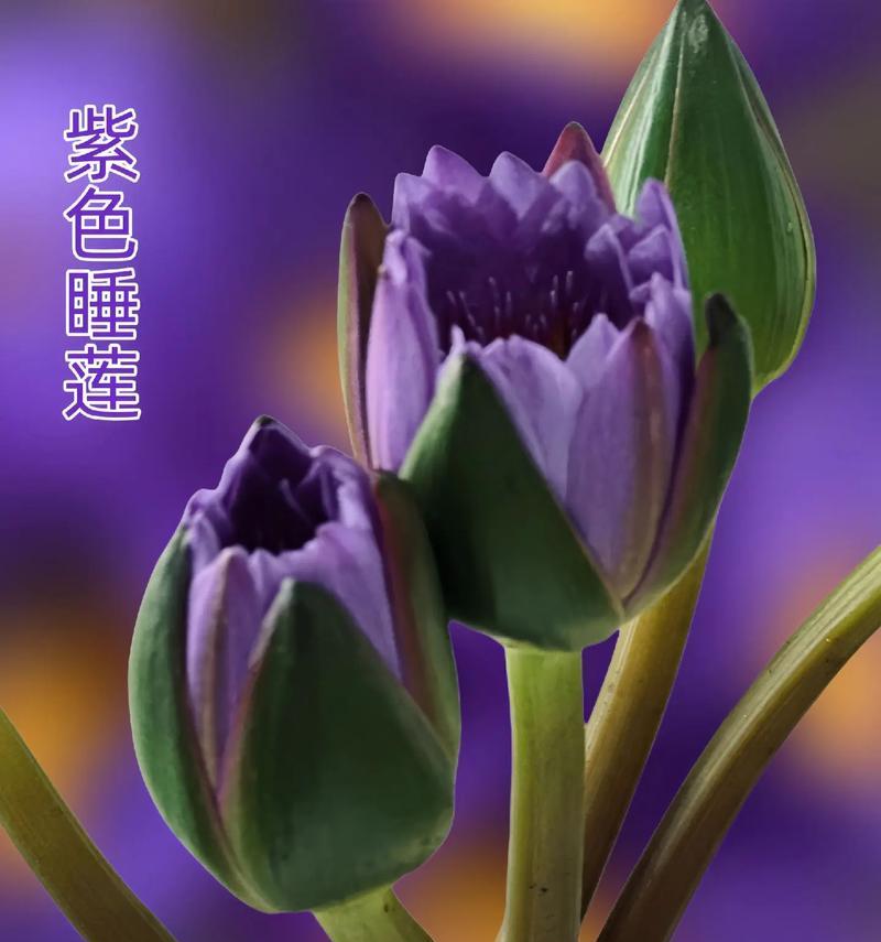 不同颜色睡莲的花语和寓意（探索睡莲的神秘世界）