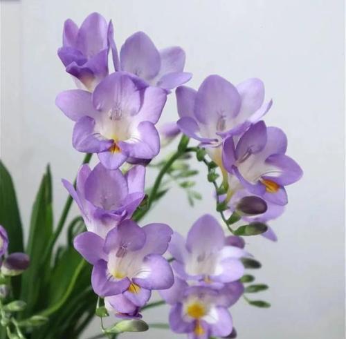 紫色风信子花语的意义与传说（探寻紫色风信子的诗意世界）