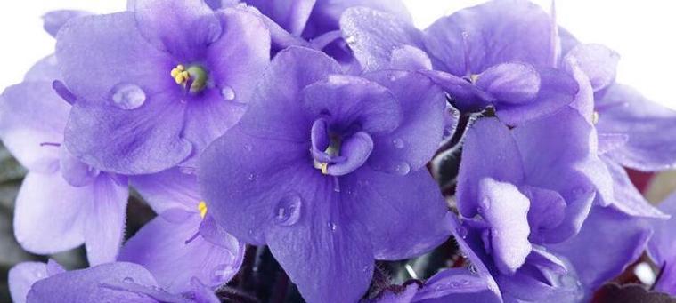 紫色风信子的花语与寓意（探索风信子花的秘密）