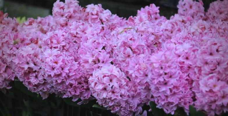 紫色风信子的花语与寓意（探索风信子花的秘密）