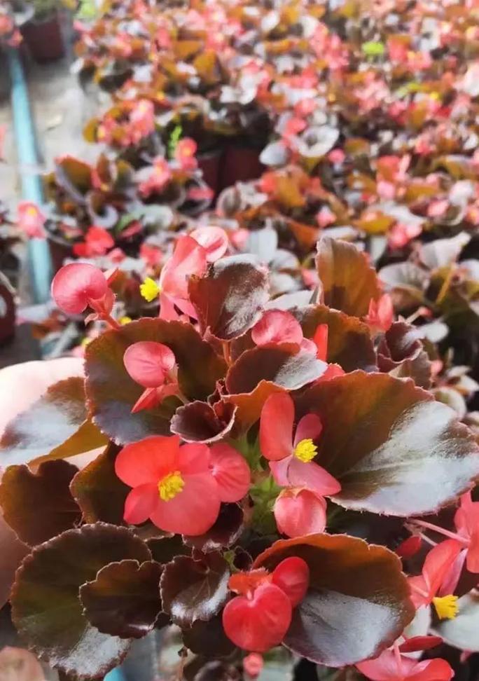 四季海棠的花语象征与寓意（四季海棠）