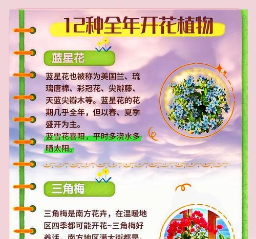 四季海棠的花语象征与寓意（四季海棠）