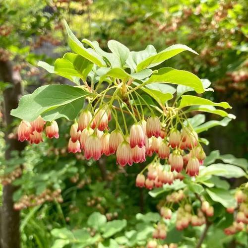 自信之花（以自信之花为启示）