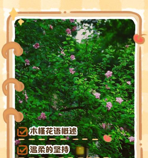 木槿花的花语与意义（探寻木槿花的美丽语言）