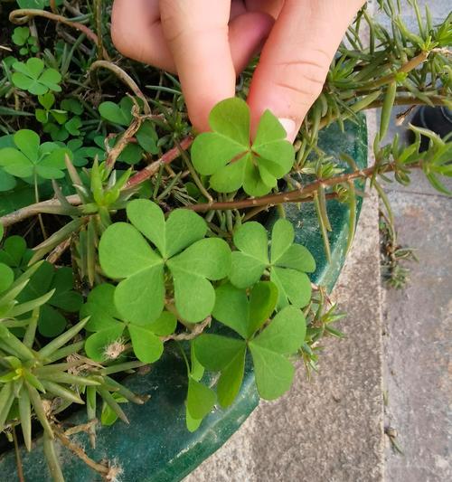 四叶草的寓意与象征意义（四叶草带来幸运与祝福）