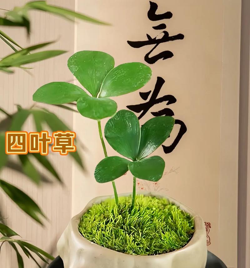 四叶草的寓意与象征意义（四叶草带来幸运与祝福）