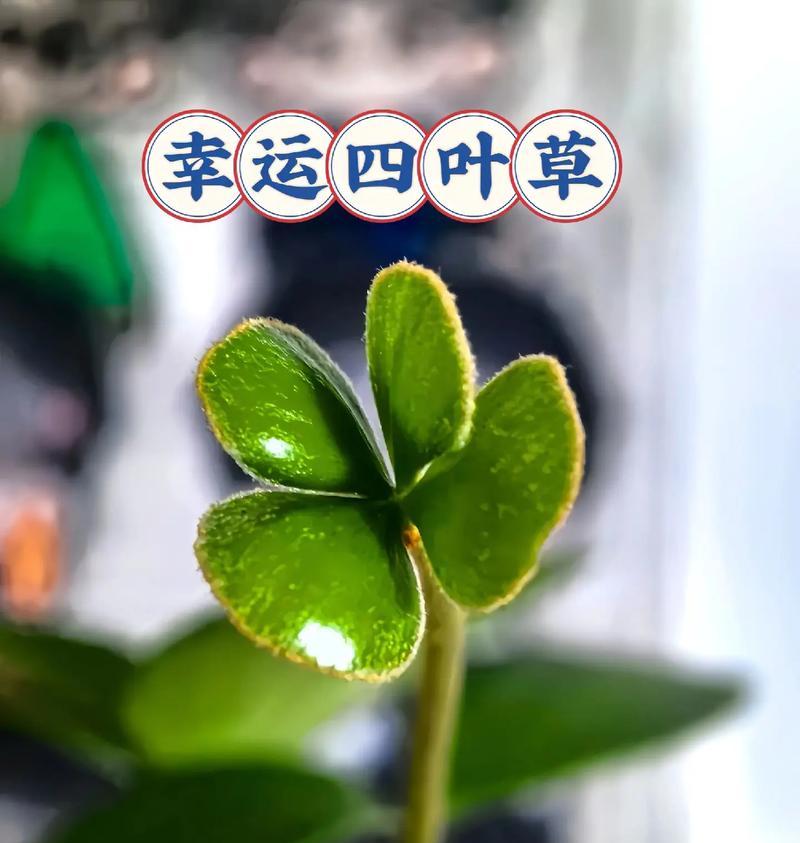 四叶草的寓意与象征意义（四叶草带来幸运与祝福）