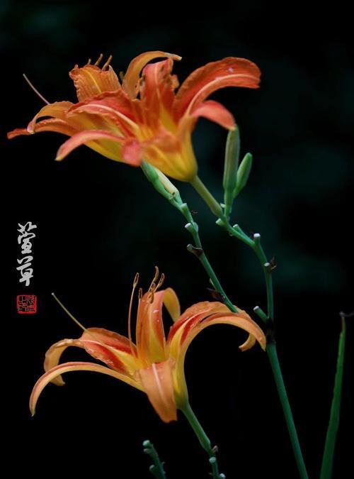 忘忧草的花语与作用（探寻忘忧草花语的深层意义）