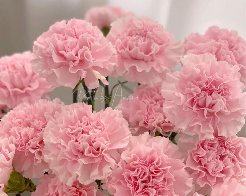 花开原谅，映照心灵的光芒（以花为媒）