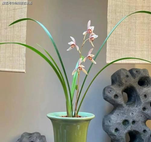 高雅植物的魅力（展现自然之美的代表——高雅植物）