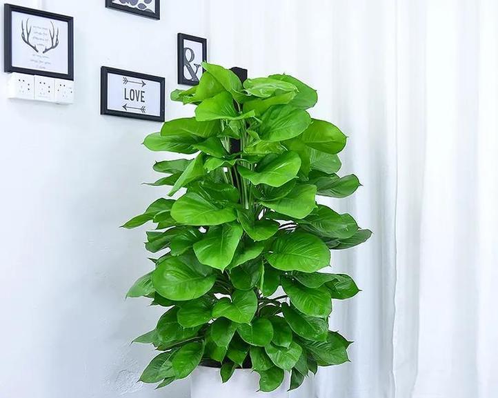 高雅植物的魅力（展现自然之美的代表——高雅植物）
