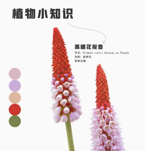 初恋之花——追忆那段纯纯的爱情（初恋的滋味如同盛开的花朵）
