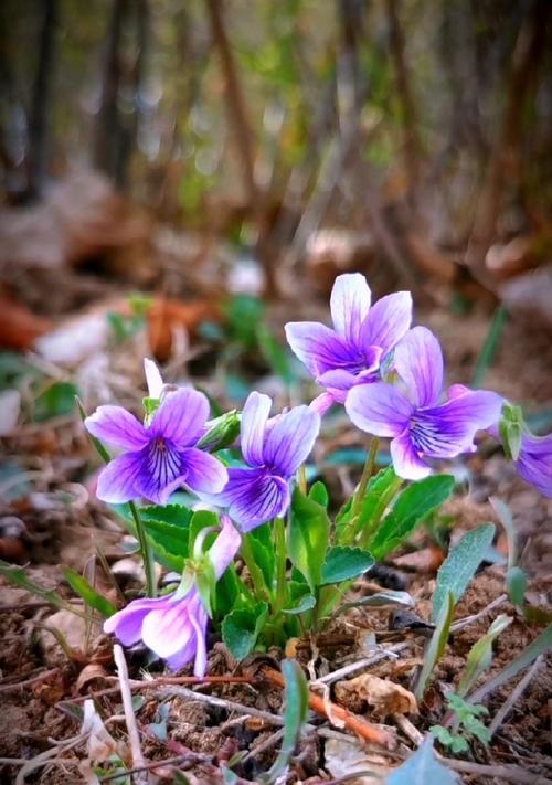 紫花地丁的花语与寓意（探寻紫花地丁的神秘魅力及象征意义）