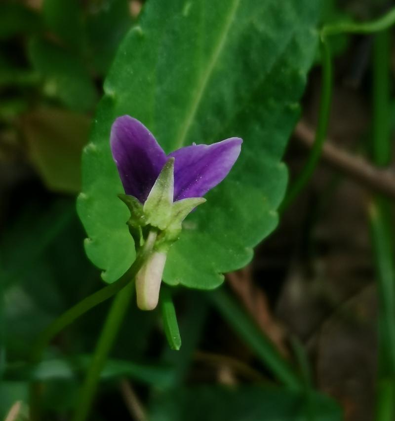 紫花地丁的花语与寓意（探寻紫花地丁的神秘魅力及象征意义）