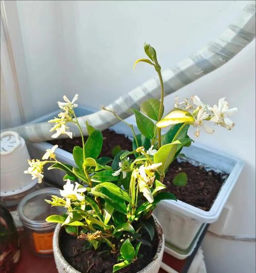 孔雀竹芋之美——探寻其神秘花语（孔雀竹芋花语的意义与传承）
