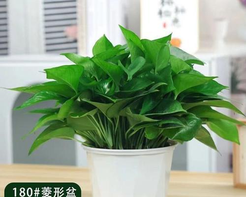 绿萝花语与喻意的由来（探究绿萝之花语以及喻意的起源和象征）