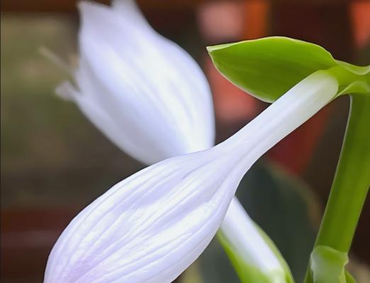 坚韧不拔的花语——以玫瑰为例（用花语讲述坚定的力量）