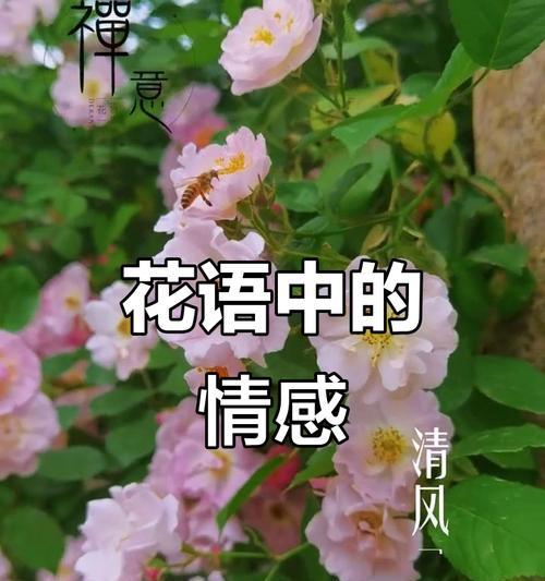 友情之花（探寻友情之花的花语和象征意义）