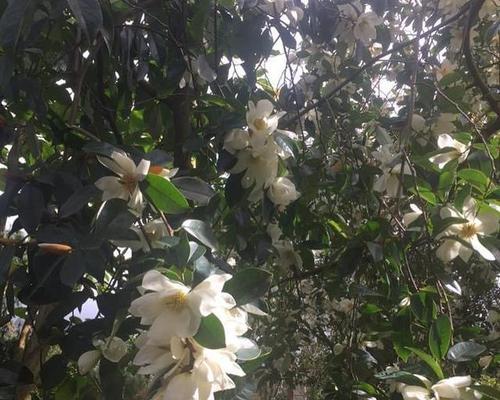 以含笑花语是什么（解读花语的深层含义）