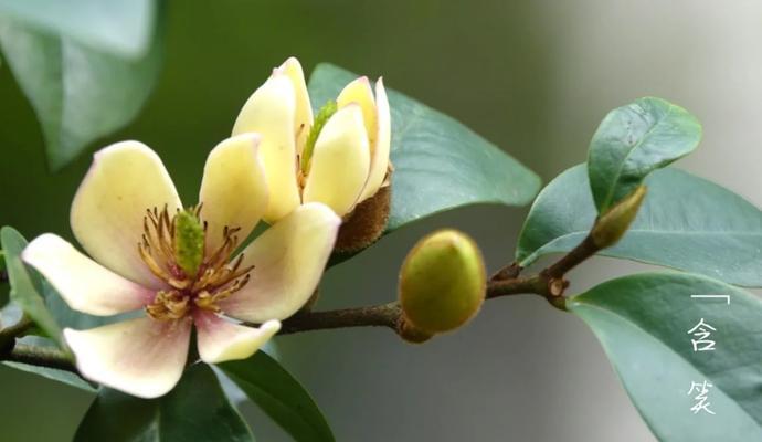 以含笑花语是什么（解读花语的深层含义）