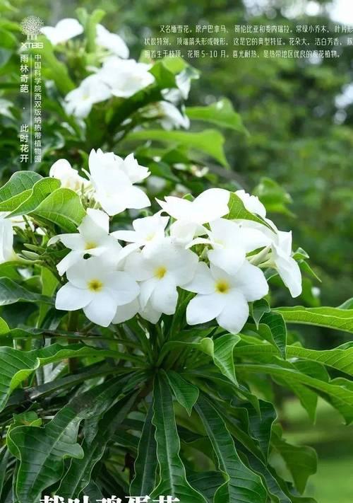 无忧花的花语——传递快乐与幸福的花束（以花语传递真挚祝福）