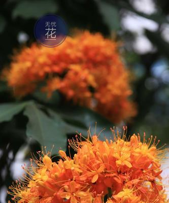 无忧花的花语——传递快乐与幸福的花束（以花语传递真挚祝福）