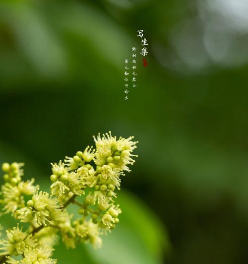 无忧花的花语——传递快乐与幸福的花束（以花语传递真挚祝福）