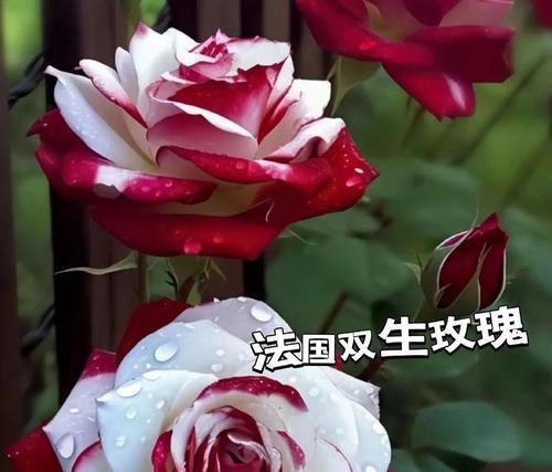 玫瑰花的花语与意义（用玫瑰传递爱与情感）