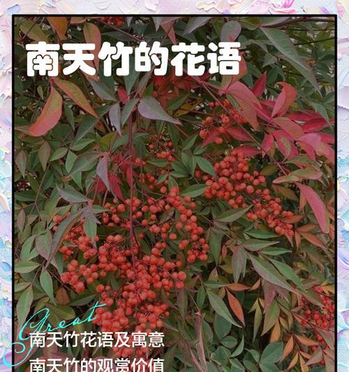 以百合花为主题的挚友花语（用花语传递友谊的真挚情感）