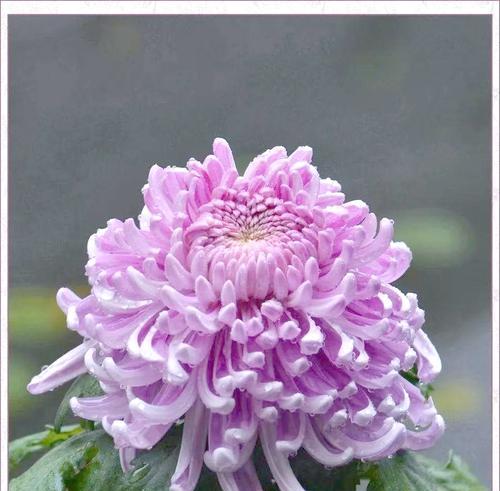 以百合花为主题的挚友花语（用花语传递友谊的真挚情感）