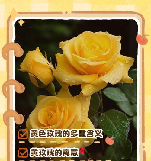 深情表达（用花语传递爱意）