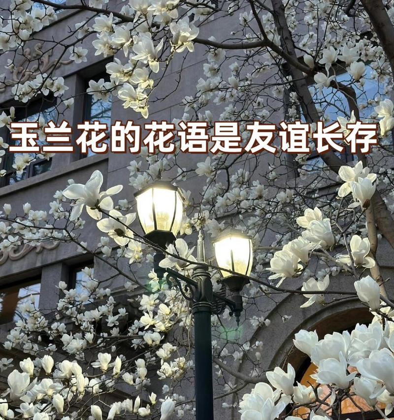 友谊之花——以紫罗兰为花语的探索（用花语传递友谊的真谛）