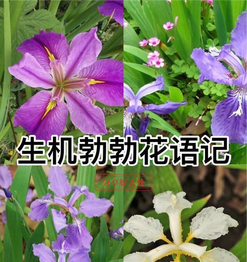 友谊之花——以紫罗兰为花语的探索（用花语传递友谊的真谛）