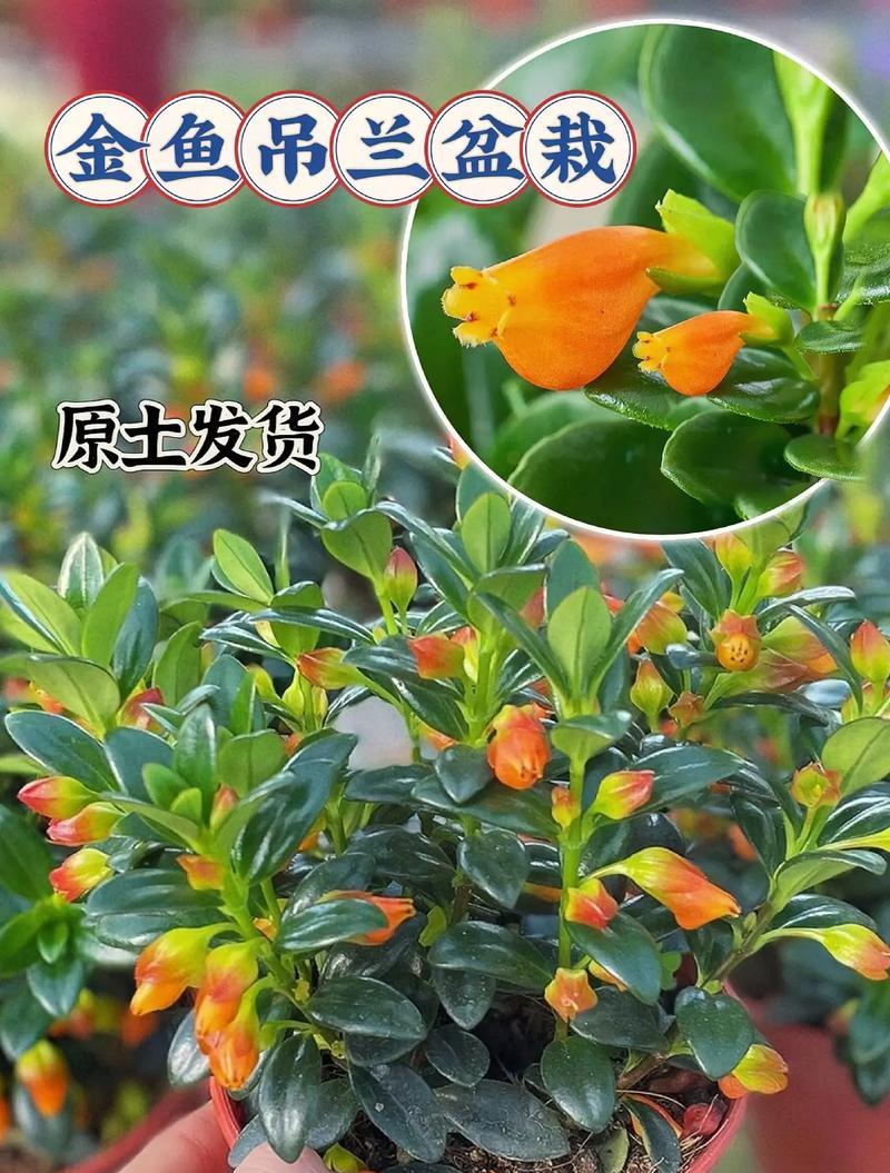 吊兰开花的寓意与意义（探究吊兰开花的象征意义及其在生活中的应用）
