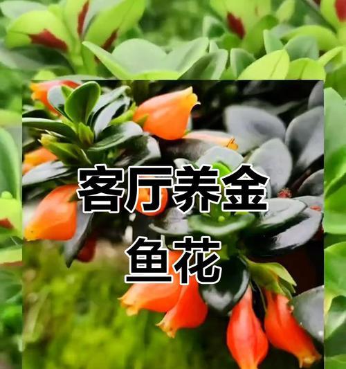 吊兰开花的寓意与意义（探究吊兰开花的象征意义及其在生活中的应用）