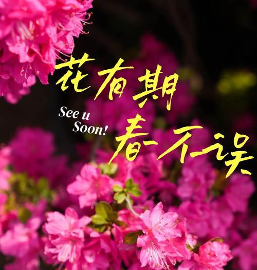 养杜鹃花的寓意与意义（探寻养杜鹃花所蕴含的美好寓意）