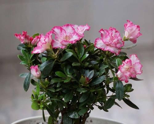养杜鹃花的寓意与意义（探寻养杜鹃花所蕴含的美好寓意）