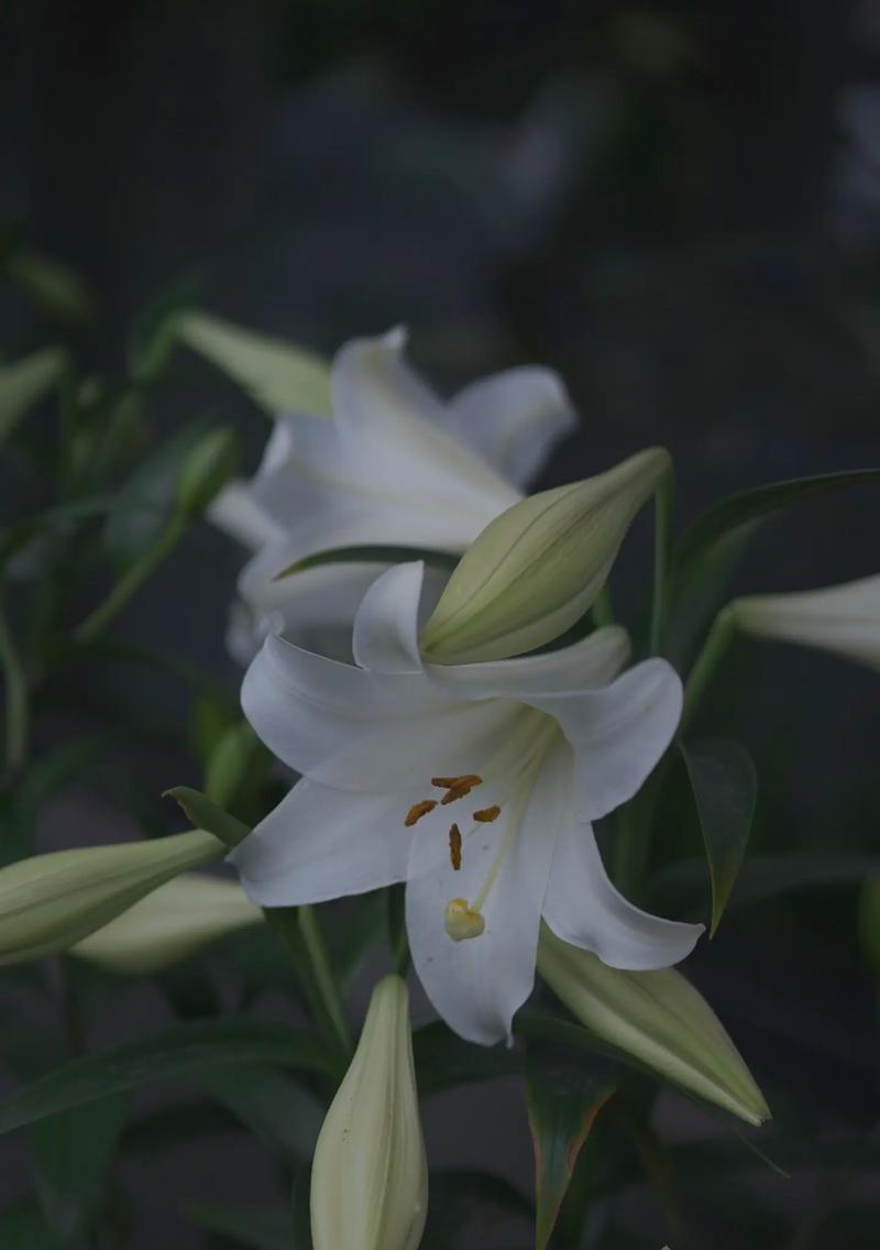白百合花（解析白百合花的花语及其寓意）