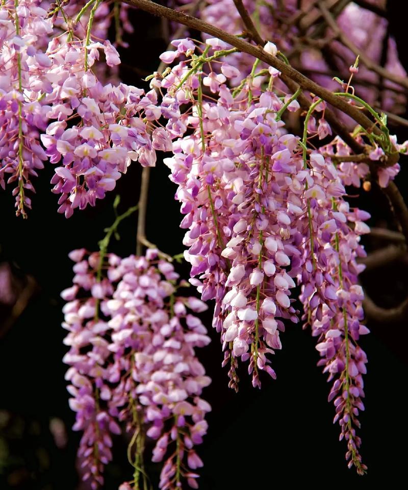 紫藤花的花语及寓意（紫藤花的美丽与神秘）