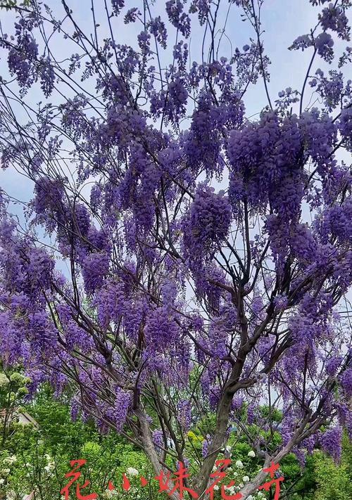 紫藤花的花语及寓意（紫藤花的美丽与神秘）