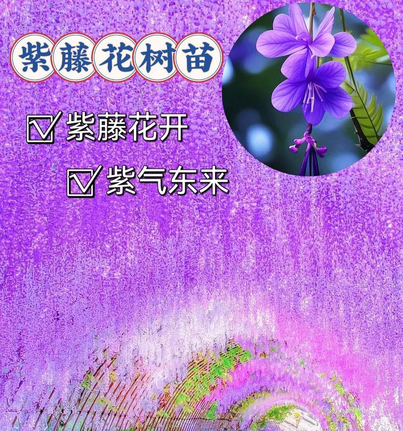 紫藤花的花语及寓意（紫藤花的美丽与神秘）