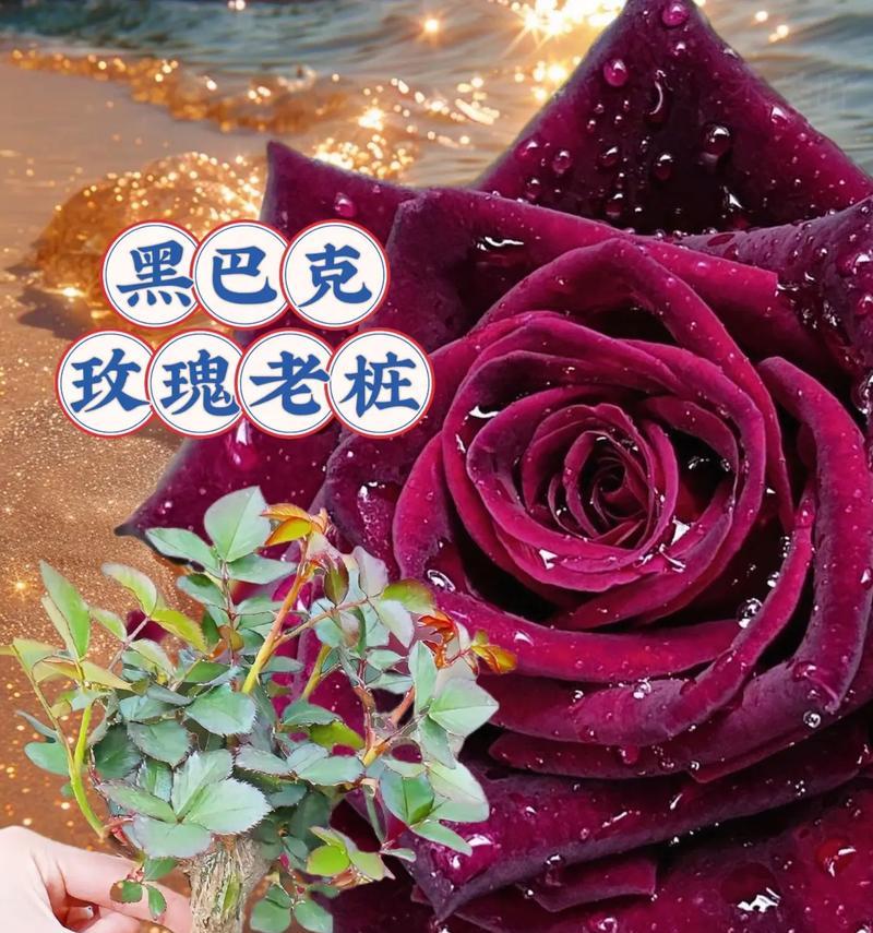 玫瑰花的颜色所代表的含义（探索玫瑰花色彩的奥秘）