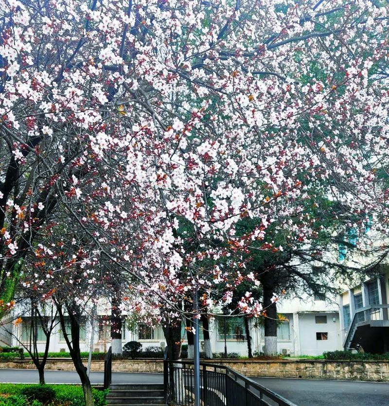 红叶李的花语与意义（揭示红叶李所传达的深意）
