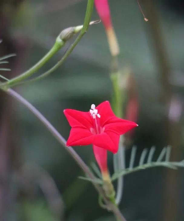 五角星花的寓意与象征（探索五角星花在不同文化中的象征意义）