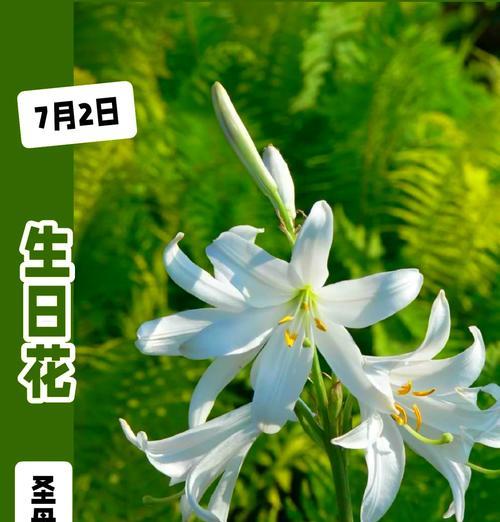圣诞百合的花语及其寓意（圣诞百合）