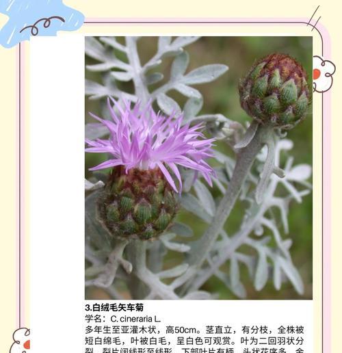 矢车菊花语的深意（探索矢车菊的神秘与美丽）