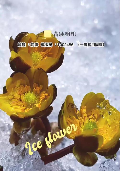 无私的爱——以白色百合的花语为主题（唤起内心纯洁的情感）