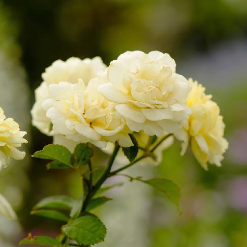 无私的爱——以白色百合的花语为主题（唤起内心纯洁的情感）