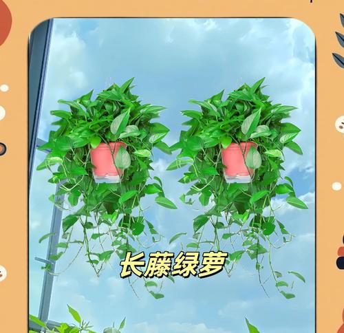 绿萝（探寻绿萝的花语）